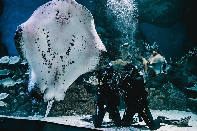 Cairns Aquarium Dive With The Sharks - thumb 0