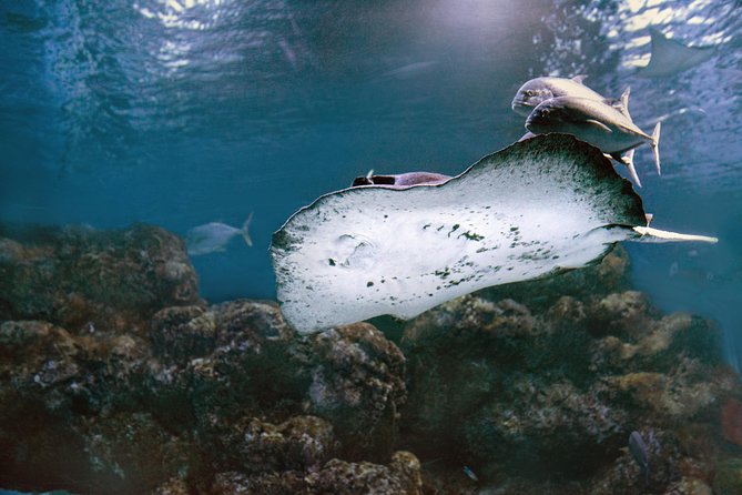 Cairns Aquarium Dive With The Sharks - thumb 7