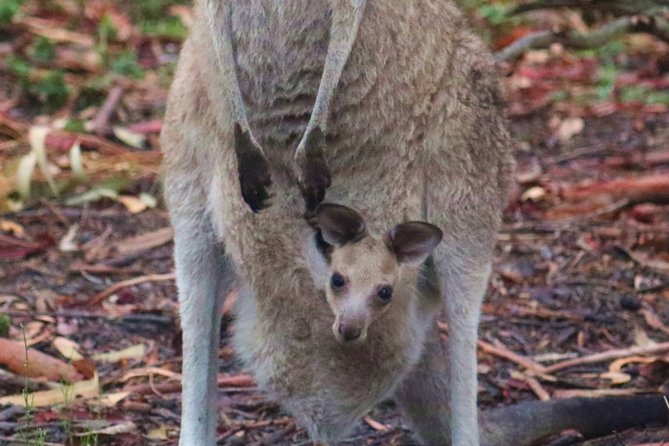 Kangaroo Watching & Koala Spotting - Private Tour - thumb 6