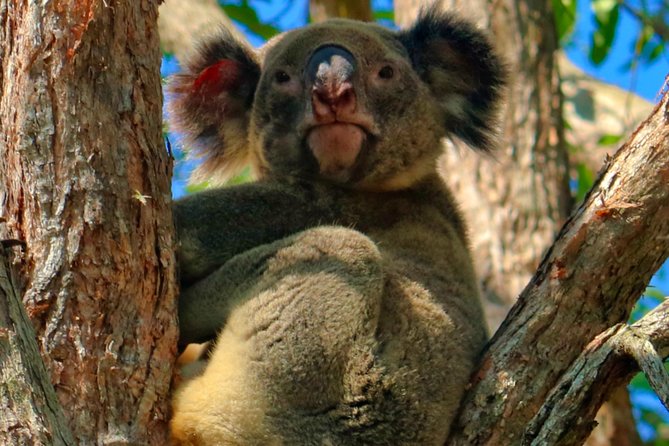 Kangaroo Watching & Koala Spotting - Private Tour - thumb 3