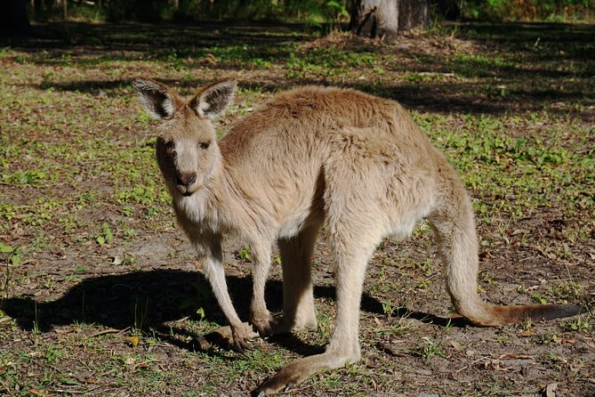 Kangaroo Watching & Koala Spotting - Private Tour - thumb 7