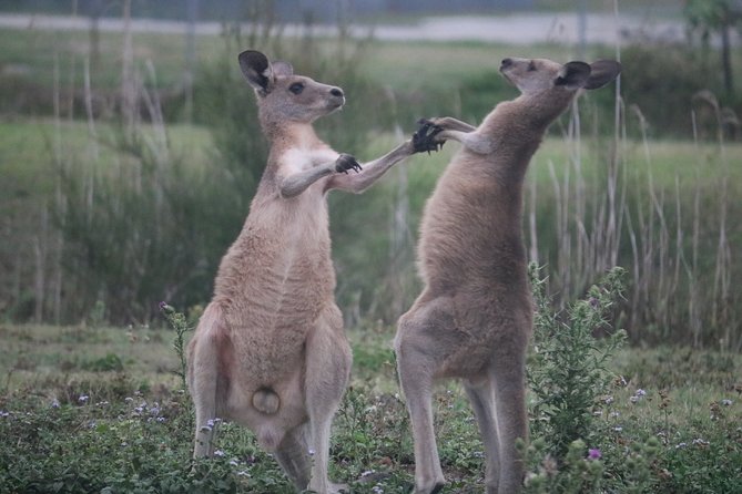 Kangaroo Watching & Koala Spotting - Private Tour - thumb 4