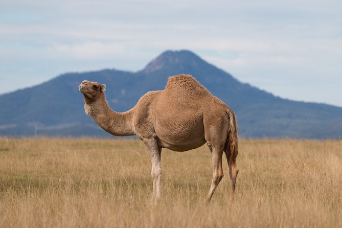 Camel Farm Discovery - thumb 3