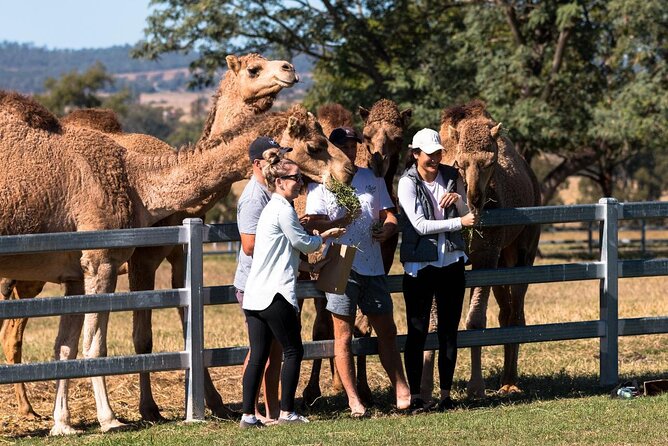 Camel Farm Tour And Taste Near Brisbane - thumb 0