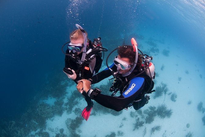 PADI Diving Courses On The Gold Coast - thumb 5