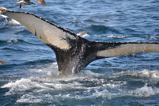 PRIVATE Whale Watching Tour - Up To 11 People In Your Group - thumb 2