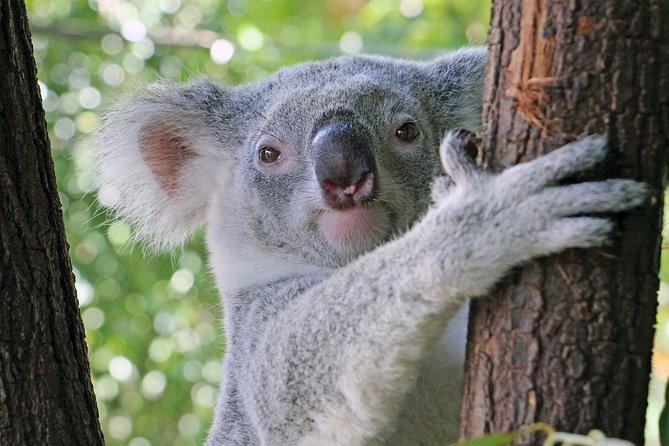 Virtual Interactive Australian Wildlife Tour With Private Guide-Wildlife Habitat - thumb 0