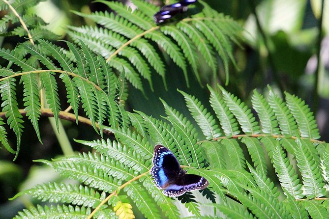 Australian Butterfly Sanctuary- Virtual Interactive Tour With Private Guide - thumb 3