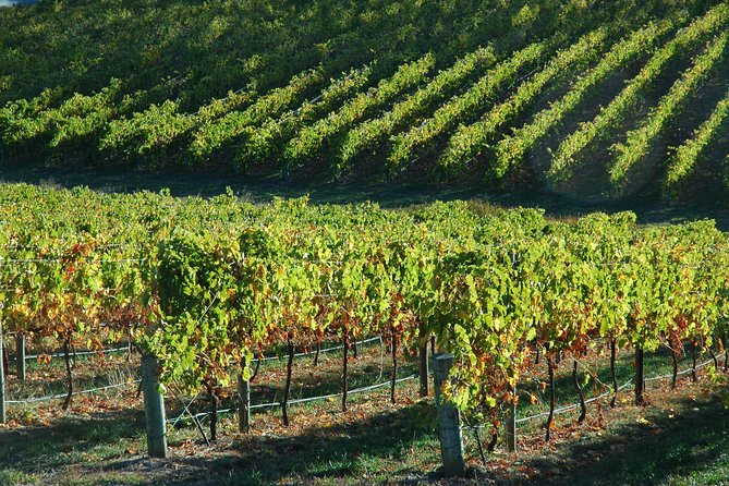 Adelaide Hills Wineries & Hahndorf - thumb 10