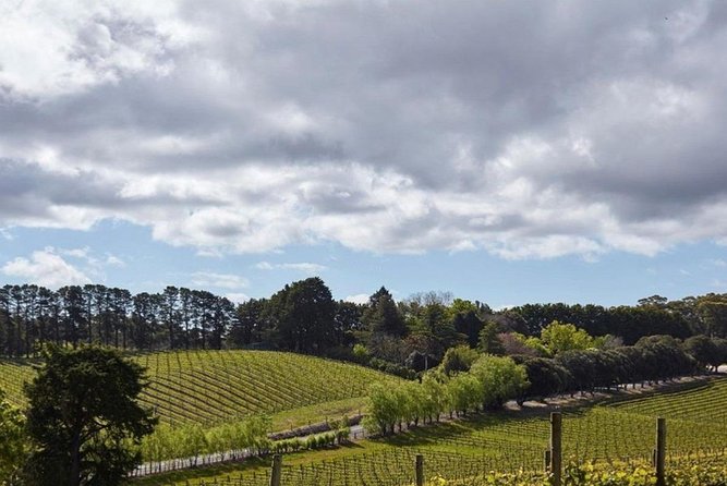 Adelaide Hills Full Day Winery Tour With Tastings - thumb 4