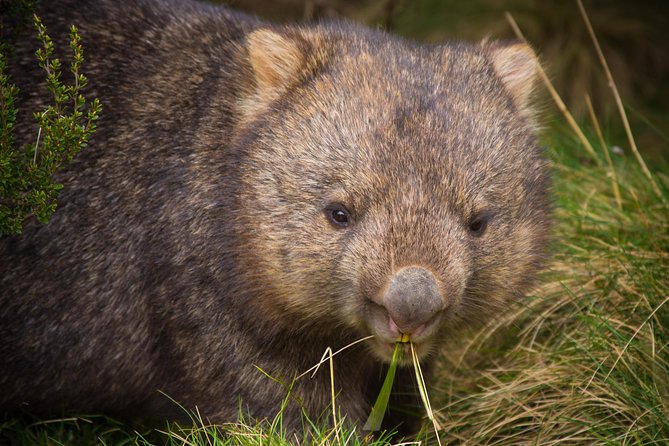Cradle Mountain Wildlife Spotting after Dark - Accommodation Airlie Beach