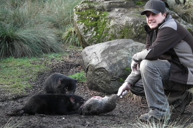 After Dark Tasmanian Devil Feeding Tour at Cradle Mountain - Accommodation in Surfers Paradise