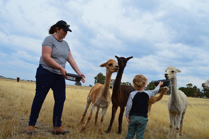 Alpaca Farm Tours With Toffeemont - thumb 4