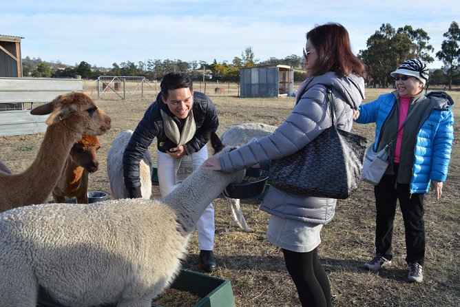 Alpaca Farm Tours With Toffeemont - thumb 2