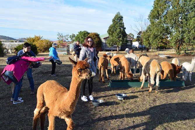 Alpaca Farm Tours With Toffeemont - thumb 5