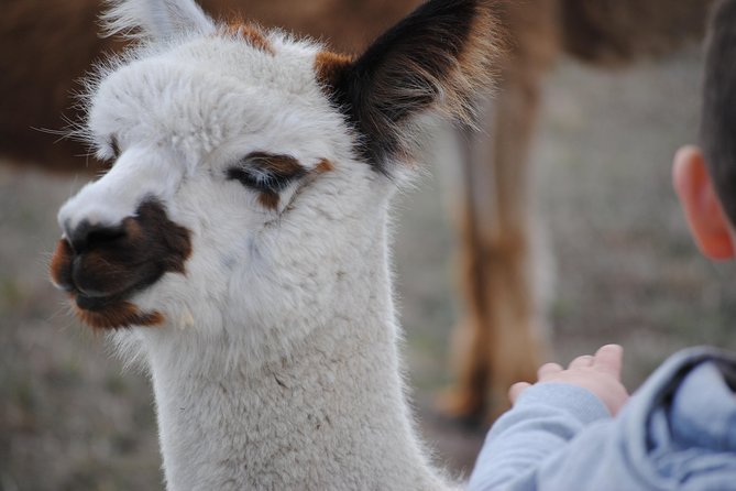 Alpaca Farm Tours With Toffeemont - thumb 1
