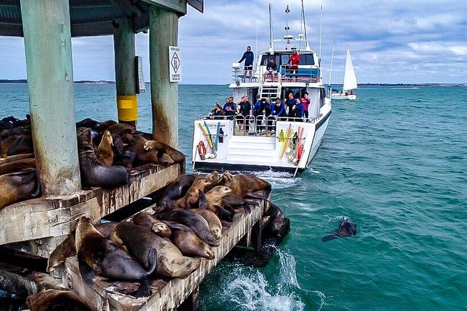 3-Hour Dolphin And Seal Sightseeing Cruise, Mornington Peninsula - thumb 6