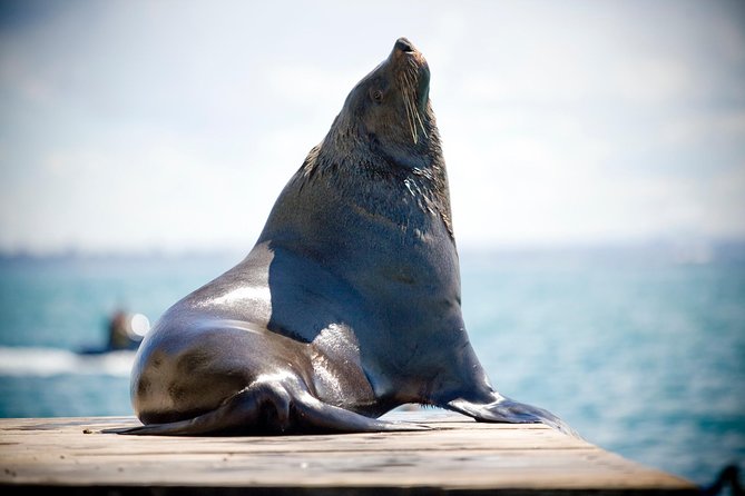 3-Hour Dolphin And Seal Sightseeing Cruise, Mornington Peninsula - thumb 2
