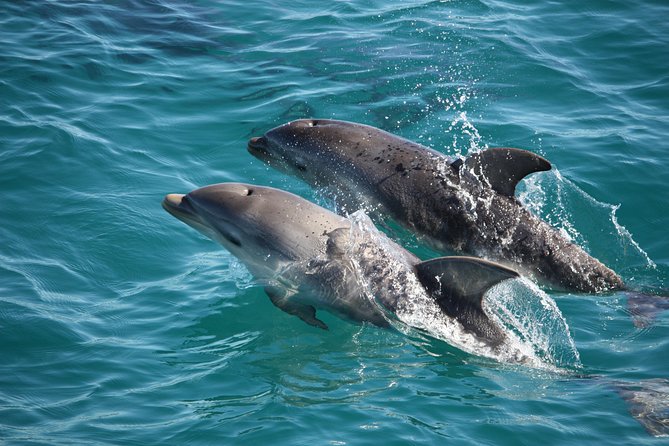3-Hour Dolphin and Seal Sightseeing Cruise Mornington Peninsula - St Kilda Accommodation