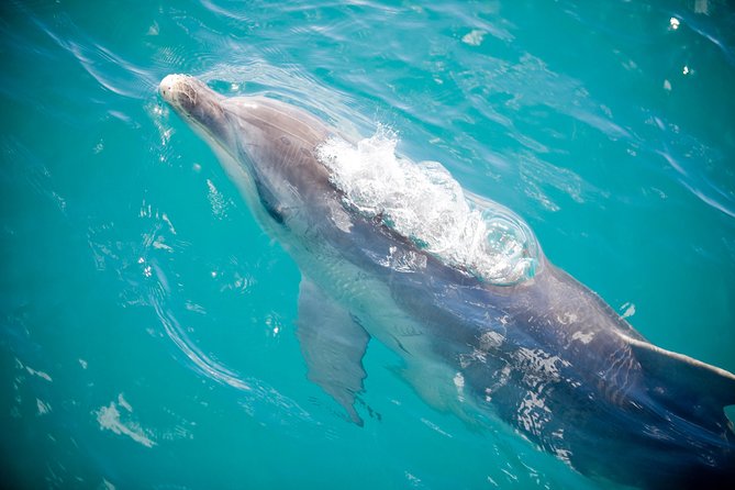 3-Hour Dolphin And Seal Sightseeing Cruise, Mornington Peninsula - thumb 1