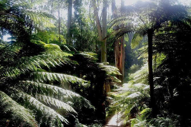 Dandenong Ranges Private Tour Including William Ricketts Sanctuary - thumb 4