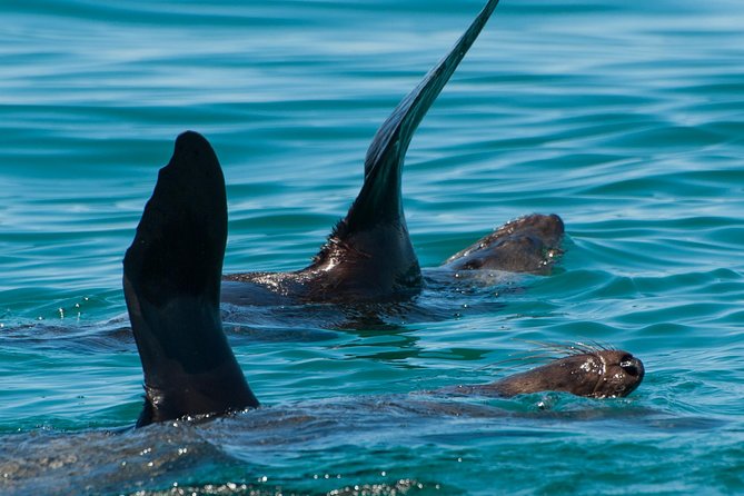 Dolphin And Seal Watching Eco Boat Cruise Mornington Peninsula - thumb 13