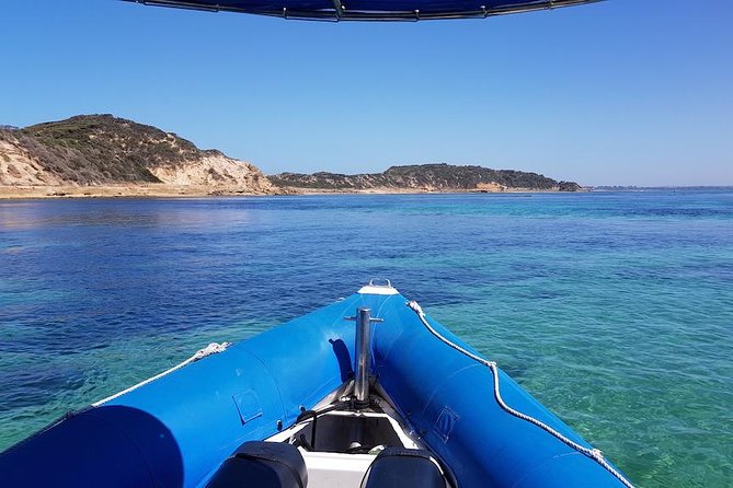 Dolphin And Seal Watching Eco Boat Cruise Mornington Peninsula - thumb 3