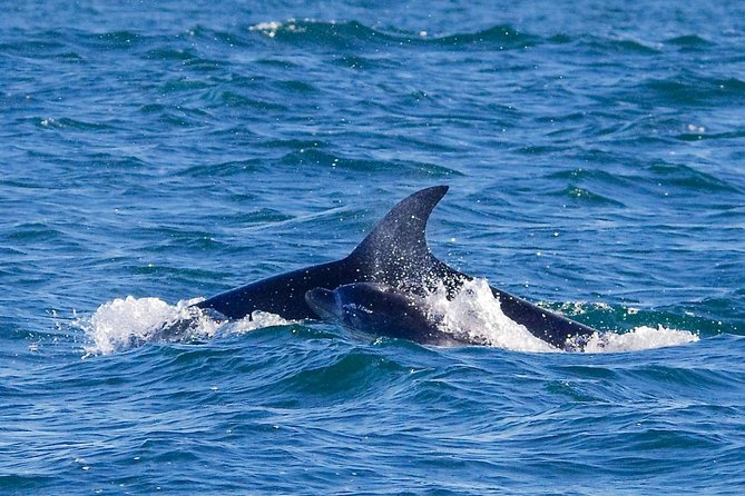 Dolphin And Seal Watching Eco Boat Cruise Mornington Peninsula - thumb 12