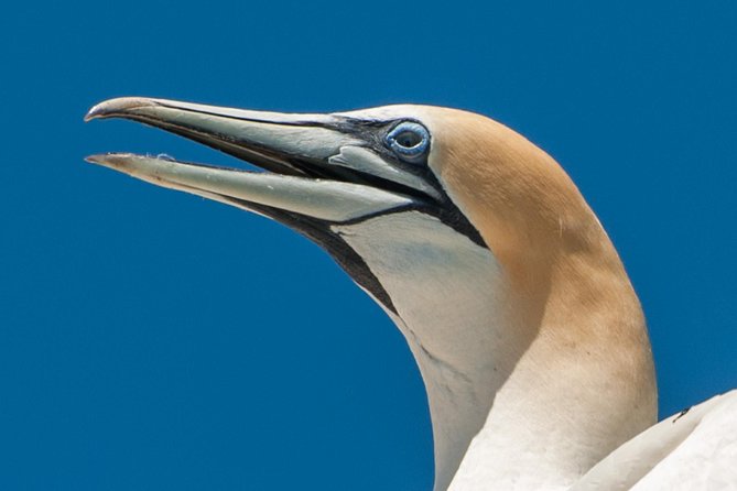 Dolphin And Seal Watching Eco Boat Cruise Mornington Peninsula - thumb 4