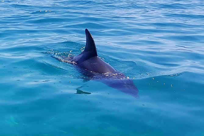 Dolphin And Seal Watching Eco Boat Cruise Mornington Peninsula - thumb 0