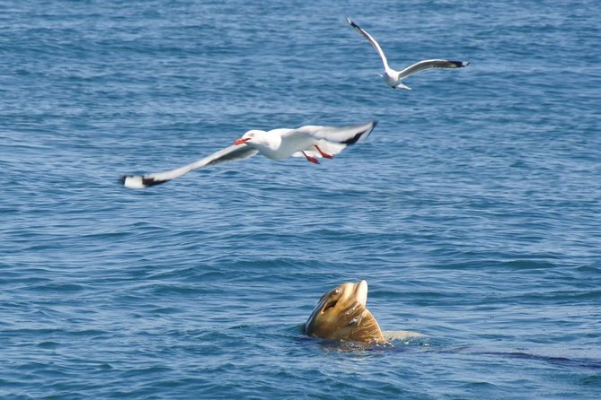 Dolphin And Seal Watching Eco Boat Cruise Mornington Peninsula - thumb 1