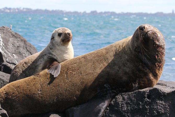 Dolphin And Seal Watching Eco Boat Cruise Mornington Peninsula - thumb 8
