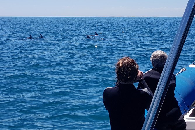 Dolphin And Seal Watching Eco Boat Cruise Mornington Peninsula - thumb 11