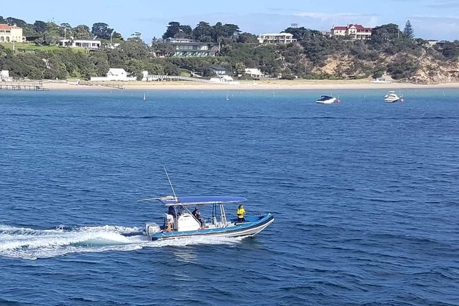 Dolphin And Seal Watching Eco Boat Cruise Mornington Peninsula - thumb 14