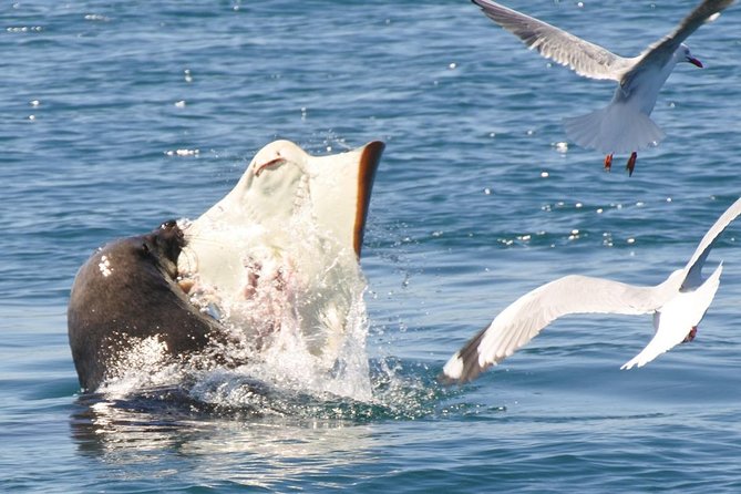 Dolphin And Seal Watching Eco Boat Cruise Mornington Peninsula - thumb 6