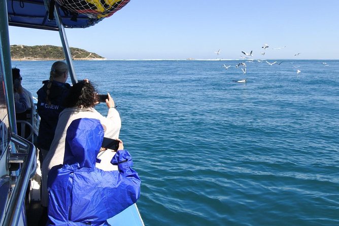Dolphin And Seal Watching Eco Boat Cruise Mornington Peninsula - thumb 9