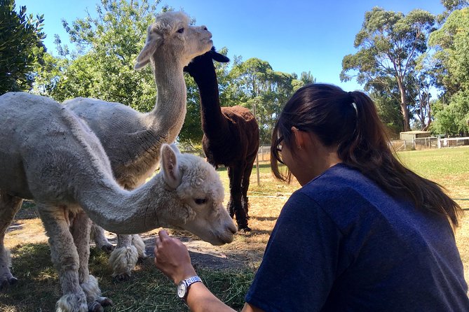 Feed The Animals At Heritage Farm - thumb 4