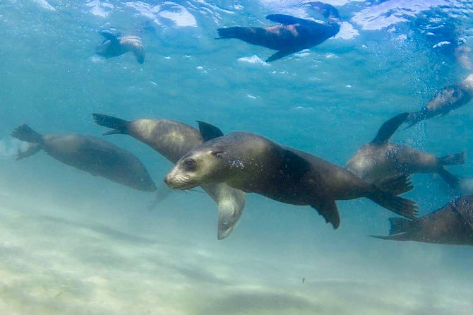 Half-Day Mornington Peninsula Dolphin And Seal Swim From Sorrento - thumb 4