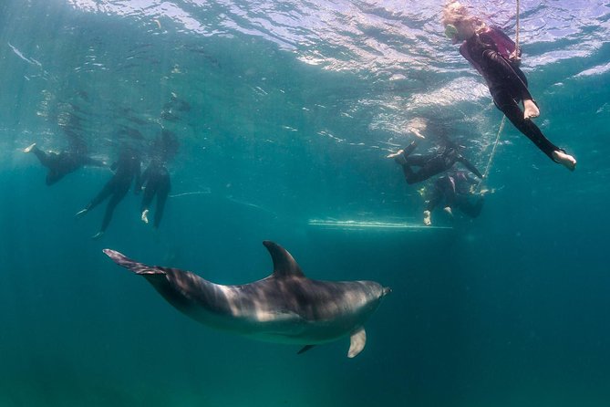 Half-Day Mornington Peninsula Dolphin And Seal Swim From Sorrento - thumb 0