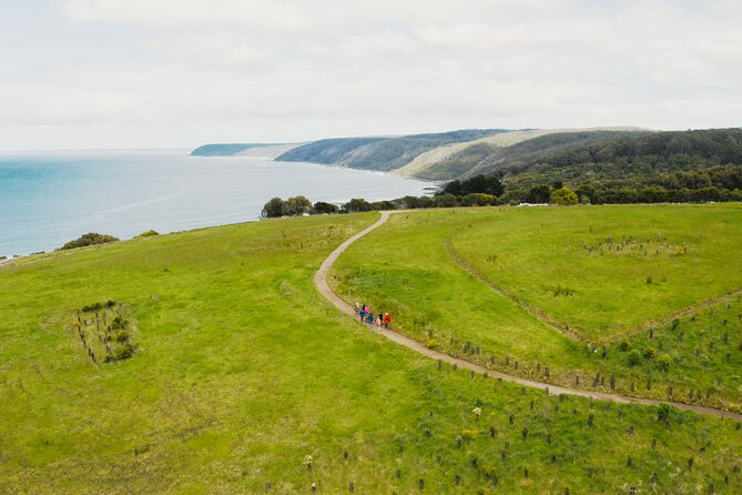 Walk With Wildlife: Guided Tour In Great Ocean Road - thumb 3