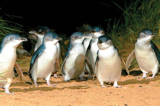 Phillip Island Penguin And Wildlife Tour - thumb 0