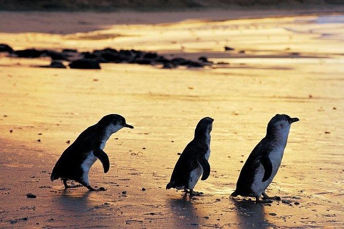 Phillip Island Penguin And Wildlife Tour - thumb 13