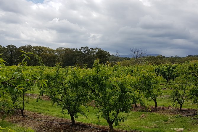 Day Tour Of Yarra Valley Puffing Billy And Rayners Orchard - thumb 42