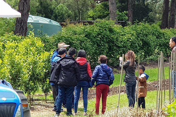 Day Tour Of Yarra Valley Puffing Billy And Rayners Orchard - thumb 16