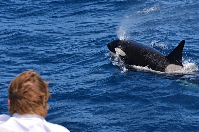 Bremer Bay Orca Experience - thumb 7