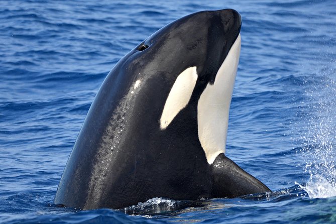 Bremer Bay Orca Experience - Attractions Perth