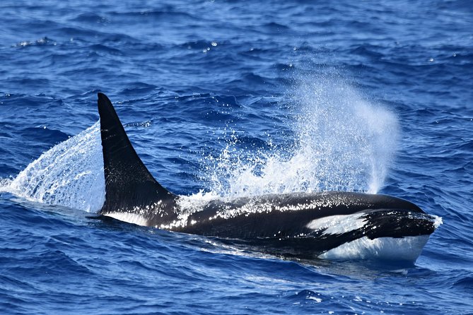 Bremer Bay Orca Experience - thumb 12
