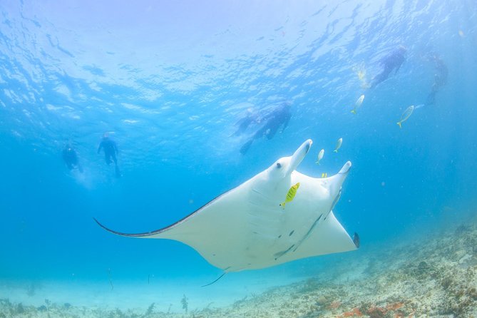 Marine Eco Safari - Swim with Manta Rays - St Kilda Accommodation