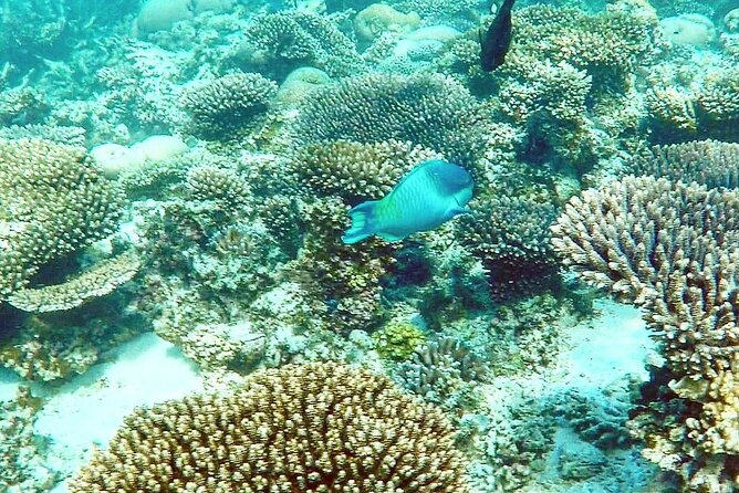 Marine Eco Safari - Swim With Manta Rays - thumb 3