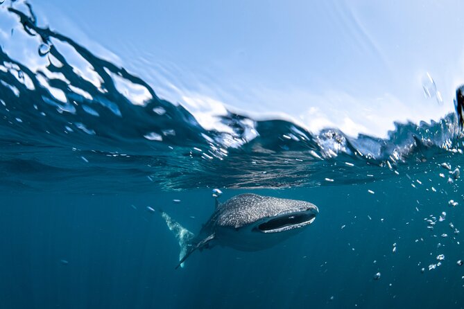 Whale Shark Safari - thumb 6
